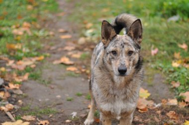 Melez köpek şirin mutlu portre