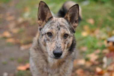 Melez köpek şirin mutlu portre