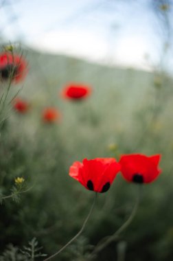 Kırsal kesimde haşhaş tarlası. Seçici odak.