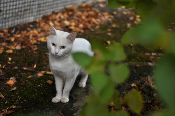Beyaz kedi kameraya bakıyor..