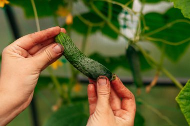 Serada olgun salatalıkları alan bir kadının ellerine yakın çekim. Beyaz çiftçi, yeşil daldan salatalık topluyor. Bahçe ve tarım kavramı.