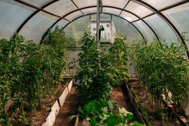 Yazın sebze bahçesinde bir iple bağlanmış bir serada yeşil bitkiler yetişiyor.