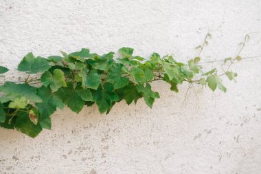 Eski grunge gri duvarda alçıyla kaplı bir sarmaşık.