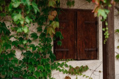 Hollanda 'daki tipik ev, tuğla duvarlar, ahşap bank ve pencereler, Hollanda' nın popüler mahallesindeki yeşil tırmanma tesisleriyle çevrili ve kaplanmış.