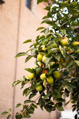 Green persimmon Diospyros kaki hanging on tree branch in Italy clipart