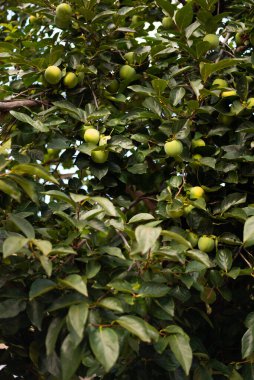 İtalya 'da ağaç dalında asılı yeşil hurma ağacı Diospyros Kaki