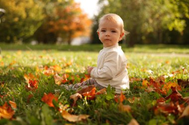 Sarı Sonbahar Parkı. Yaprak düşer ve sarı yapraklar dökülür. 1 yaşında tatlı bir erkek bebeğin portreleri. güneşli bir gün.