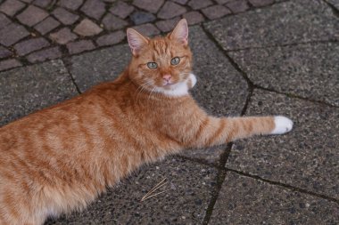 Sokakta dinlenen kızıl kedi. Tüylü, sevimli, kırmızı kedi yolda yatıyor. Rahatlamış hayvan doğada yatar. Mutlu kızıl kedi.