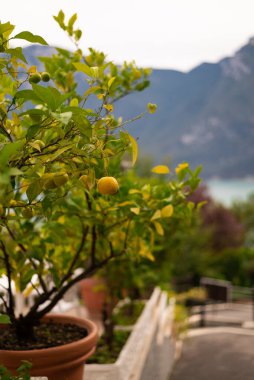 Parlak yaprakları ve turtası olan bir meyve ağacı. Bütün yıl boyunca lezzetli meyveler. Limon ağacı. Limon meyveleri üzerine yağmur damlası. İtalya. Garda Gölü. Ekşi, sulu, sarı, lezzetli, limon. Selülit. Doğa. Limon lezzeti