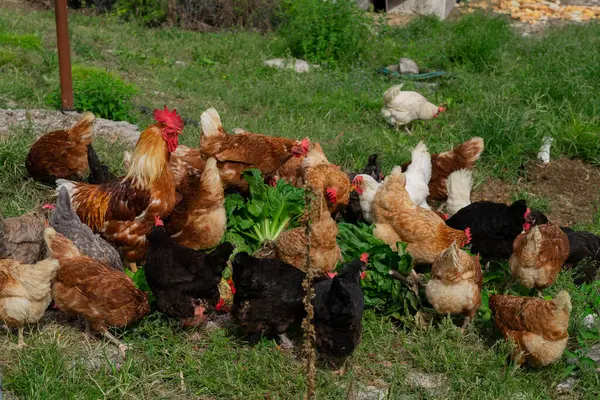 Çiftlikte dolaşan bir sürü yerli tavuk var. Özgürce otlayan kümes hayvanları. Kırsal çiftlik.