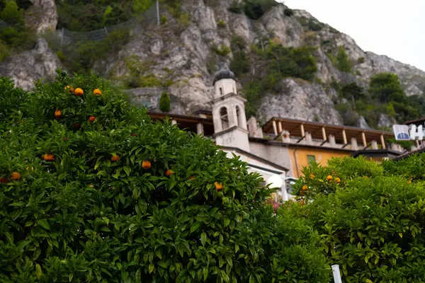İtalyan şehri Riva del Garda 'nın Garda Gölü sokaklarında meyve ve çiçeklerle dolu portakal ağaçları.