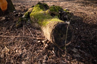 Yosunlu kütük kristal berrak bir akıntıya kısmen batmış, yemyeşil, tropikal bitki örtüsüyle çevrili..