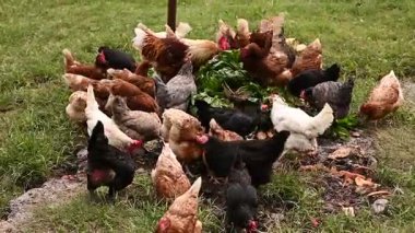 Kalemdeki tavuklar çiftlikte besleniyor.