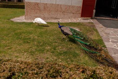 Muhteşem Tavuskuşu Dışarıdaki Canlı Plumage 'i Gösteriyor