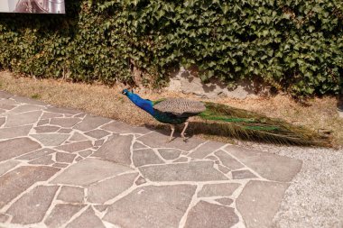 Muhteşem Tavuskuşu Dışarıdaki Canlı Plumage 'i Gösteriyor