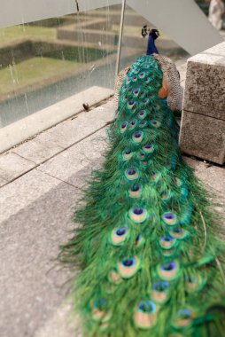 Muhteşem Tavuskuşu Dışarıdaki Canlı Plumage 'i Gösteriyor