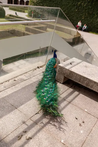 Muhteşem Tavuskuşu Dışarıdaki Canlı Plumage 'i Gösteriyor