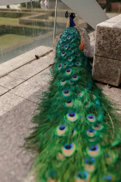 Muhteşem Tavuskuşu Dışarıdaki Canlı Plumage 'i Gösteriyor