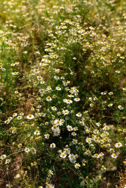 Güzel kar beyazı bitkisi Alaska Shasta Daisy, Leucanthemum, yazın çiçek açıyor..