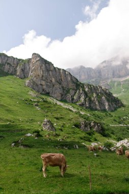 İsviçre 'de dağlık bir arazinin önünde yeşil çimlerde otlayan inek..
