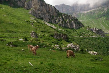 İsviçre 'de dağlık bir arazinin önünde yeşil çimlerde otlayan inek..