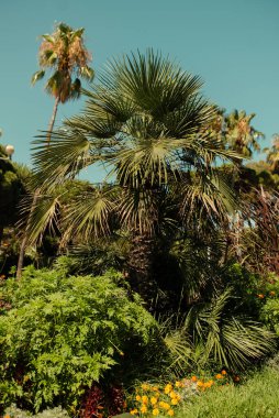 Gezinti güvertesinde palmiye ağacı, Güzel Fransa