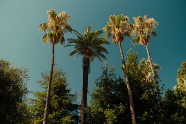 Gezinti güvertesinde palmiye ağacı, Güzel Fransa