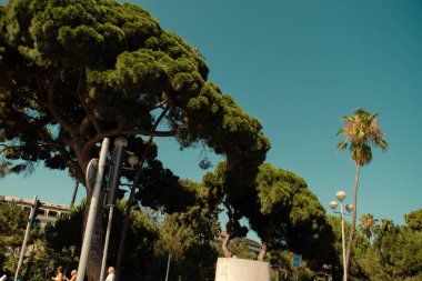 Gezinti güvertesinde palmiye ağacı, Güzel Fransa