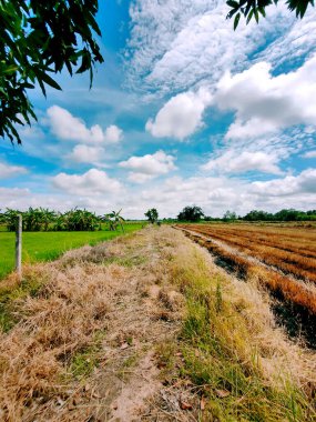 Beyaz bulutlu pirinç tarlası ve mavi gökyüzü, Kamphang Phet, Tayland
