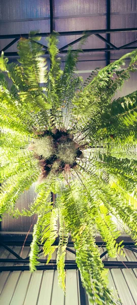 部屋のポット装飾インテリアのフェルナン植物 ヴィンテージライトフィルター — ストック写真