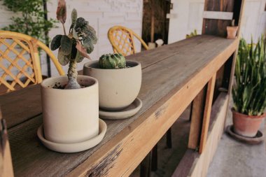 Kaktüs saksıda, bir kahve dükkanındaki ahşap masada..