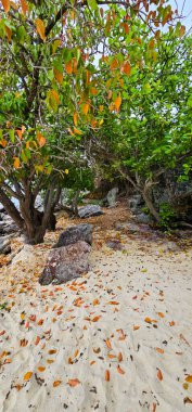 Ağaçlı ve kumlu tropik sahil, yere düşen yapraklar..