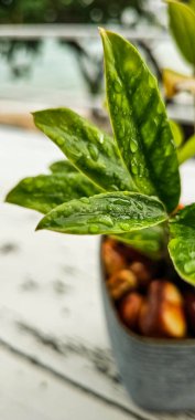 Beyaz ahşap bir masada saksıda bitki yetiştirmek. Seçici odaklanma. Yapraklarında su damlacıkları olan yeşil bitkiyi kapat..