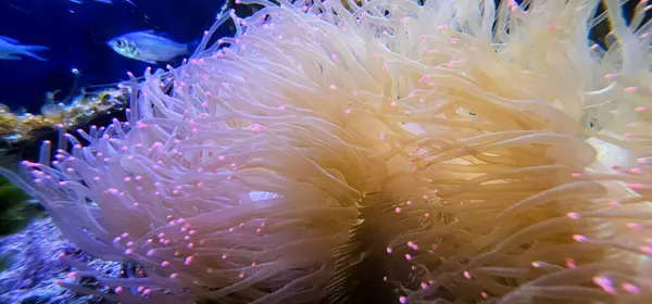 Close up of anemone. anemone in the sea.Anemone, sea anemone and fish in the aquarium (Amphiprion bicolor)
