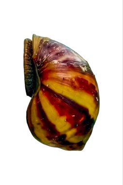 Salyangoz beyaz arka planda izole edilmiş. Kolay çıkartma için kırpma yolu eklendi