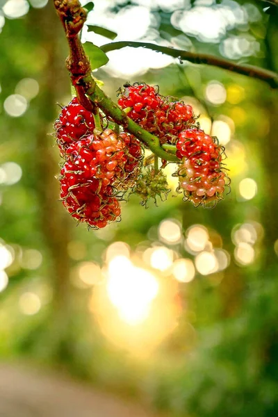 a bunch of berries hanging from a branch on a windy forest path, with the sun setting behind clouds in the background