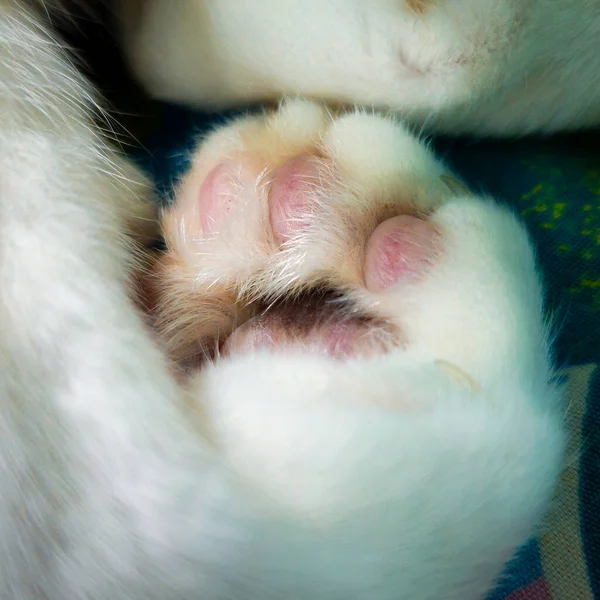 Cat\'s paw close up. White cat\'s paw close up.