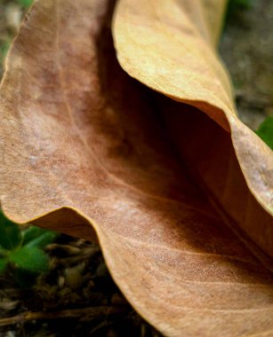 Bahçede yerde kuru yaprak, fotoğrafa yakın çekim.