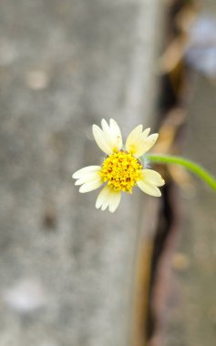 Bahçede sarı çiçek, Tayland. (seçici odaklanma)