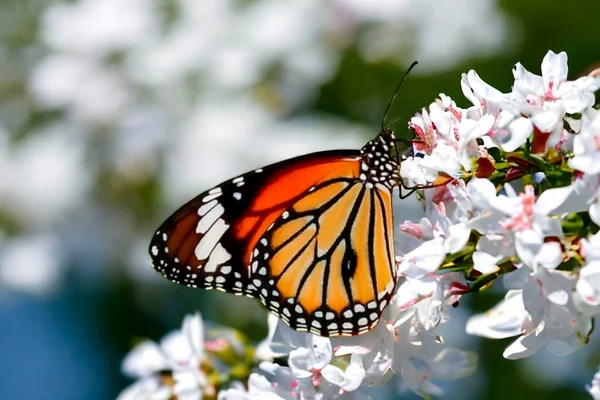 a monarch butterfly on a white blossom, with a pink river in the background