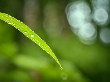 yemyeşil bir ahşap üzerinde su damlacıkları olan bir yaprak, ve arka planda beyaz bir gökyüzü.