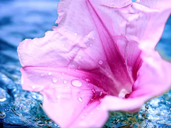 Water drops on a pink flower petals, close-up view