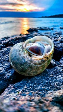 Sahilde kayalık bir deniz kabuğu, arkasında dramatik bir günbatımı. Sahildeki güzel renkli deniz kabuğunun fotoğrafı.