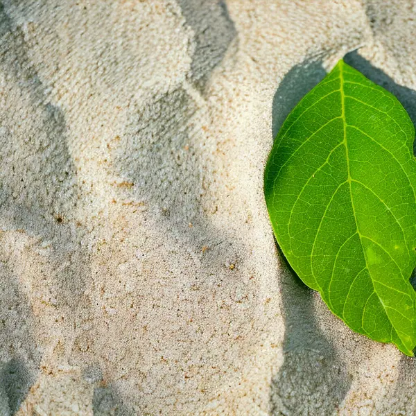 a green leaf on a sand, with a white pond in the background. Green leaf on sand beach with shadow of tree in summer season.