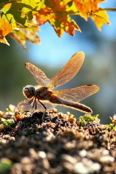 Çiçek tarhında bir yusufçuk. Arka planda bir sonbahar ağacı var.
