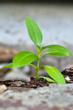 Topraktan çıkan yemyeşil bir bitkinin yakın plan fotoğrafı kasıtlı olarak bulanık arkaplanlı..