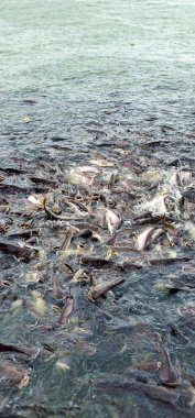 Tayland 'ın Chao Phraya Nehri' ndeki tatlı su balıkları yiyecek için savaşıyor..