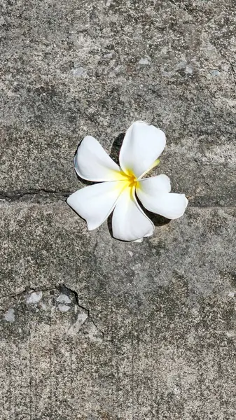 Beton zeminde Frangipani çiçeği, doğa arka planı..
