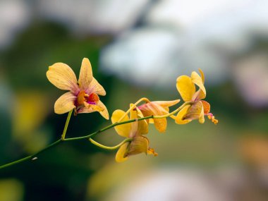Beautiful orchids in the garden. Selective focus.