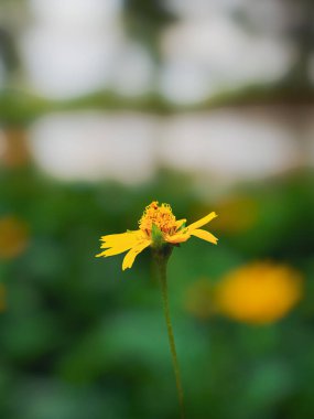 Yellow flower in the garden with bokeh background, (Selective focus) Thailand.